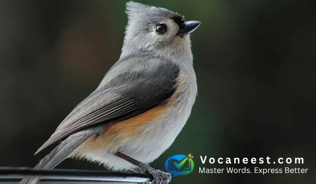 A prominent tuft or plume of hair, feathers, or fur on top of an animal's head.